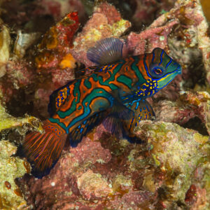 Mandarinfish with raised dorsal fin on colourful rubble, Raja Ampat, Indonesia