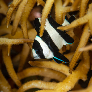 Black-tailed dascyllus sheltering in branching coral, Raja Ampat, Indonesia