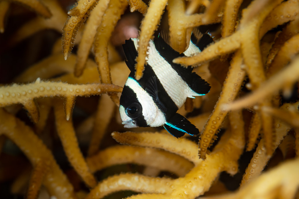 Black-tailed dascyllus sheltering in branching coral, Raja Ampat, Indonesia