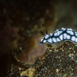 Blue-white phyllidiid nudibranch with black network on a sponge, Raja Ampat, Indonesia