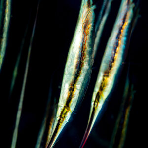 Group of hinged shrimpfish swimming head down, vertical framing, Raja Ampat, Indonesia