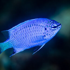 Bright blue damselfish swimming in profile on dark background, Raja Ampat, Indonesia