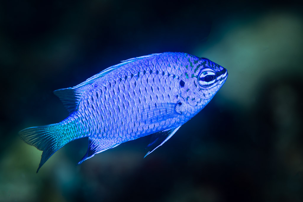 Bright blue damselfish swimming in profile on dark background, Raja Ampat, Indonesia