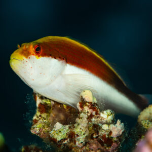 Juvenile freckled hawkfish perched on coral against dark water, Red Sea, Egypt