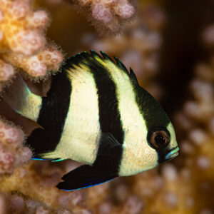 Humbug dascyllus with three black bars among branching coral, Red Sea, Egypt