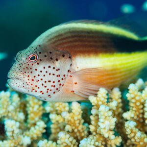 Poisson-faucon de Forster posé au sommet d’un corail acropore, mer Rouge, Égypte