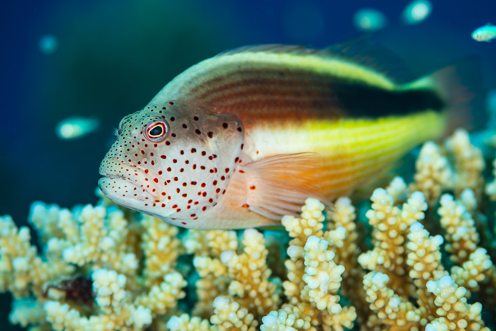 Poisson-faucon de Forster posé au sommet d’un corail acropore, mer Rouge, Égypte