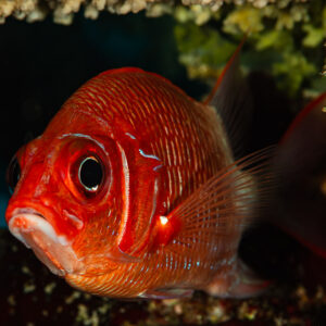 Poisson-écureuil rouge sortant d’un trou du récif, vue de face, mer Rouge, Égypte