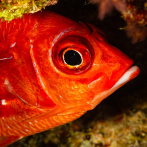 Head close-up of a red squirrelfish with large eye in a crevice, Red Sea, Egypt