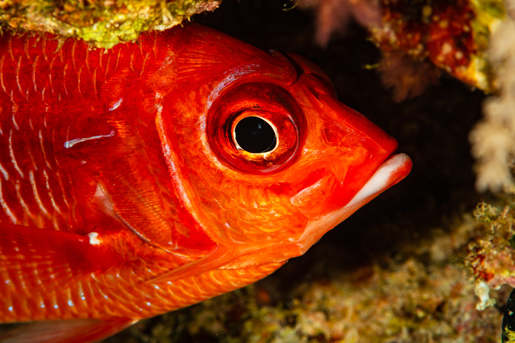 Head close-up of a red squirrelfish with large eye in a crevice, Red Sea, Egypt