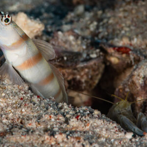 Shrimpgoby guarding its burrow with commensal snapping shrimp, Red Sea, Egypt
