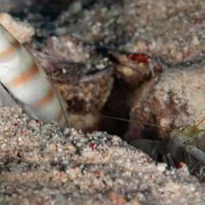 Shrimpgoby at burrow entrance with shrimp emerging from the sand, Red Sea, Egypt