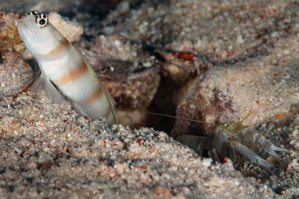 Shrimpgoby at burrow entrance with shrimp emerging from the sand, Red Sea, Egypt