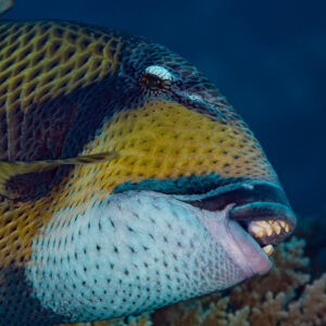 Close-up of a titan triggerfish head showing its strong teeth, Red Sea, Egypt