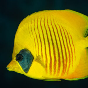 Poisson-papillon masqué de profil, jaune vif sur fond sombre, mer Rouge, Égypte