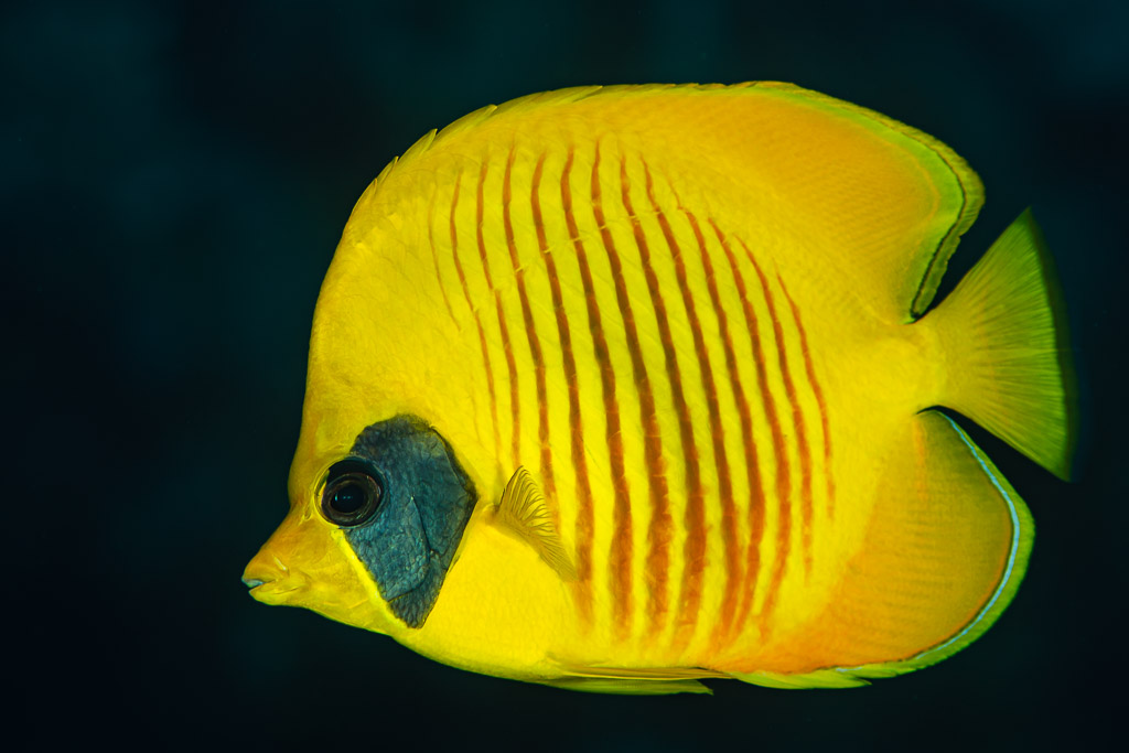 Poisson-papillon masqué de profil, jaune vif sur fond sombre, mer Rouge, Égypte