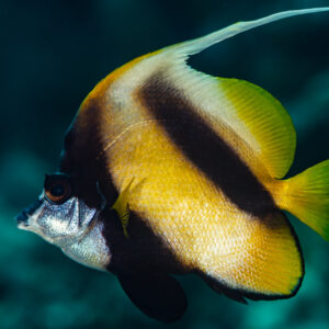 Red Sea bannerfish in profile with long white dorsal filament, Red Sea, Egypt