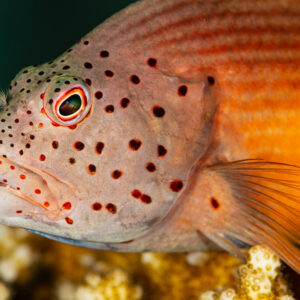 Close-up of a freckled hawkfish head with red spots, Red Sea, Egypt