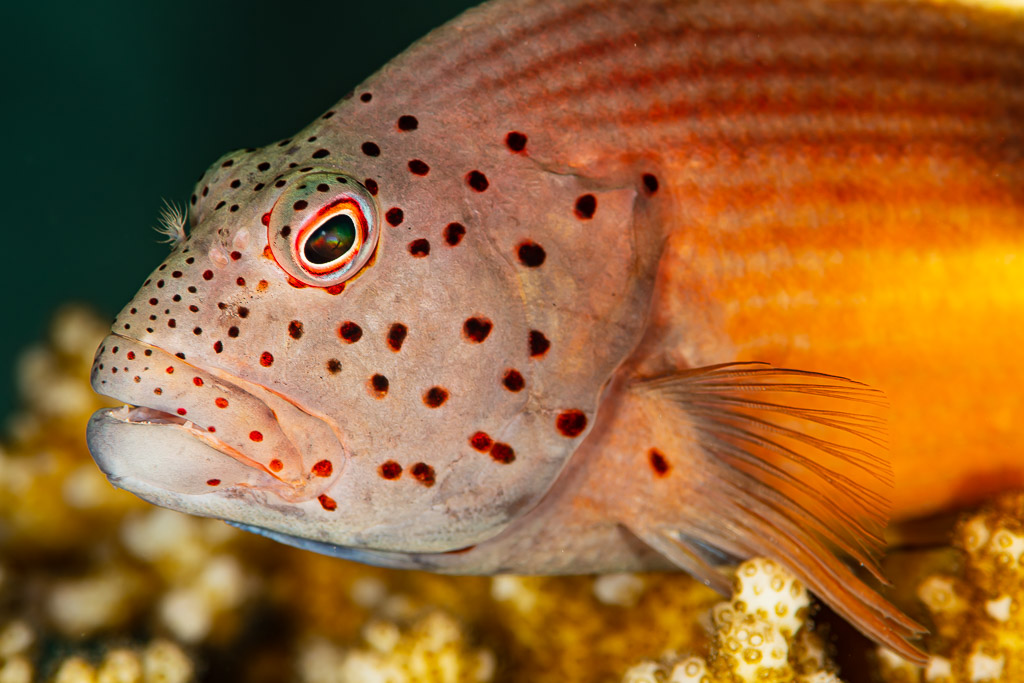 Close-up of a freckled hawkfish head with red spots, Red Sea, Egypt