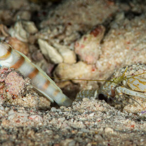 Shrimpgoby and snapping shrimp at their shared burrow, wider view, Red Sea, Egypt