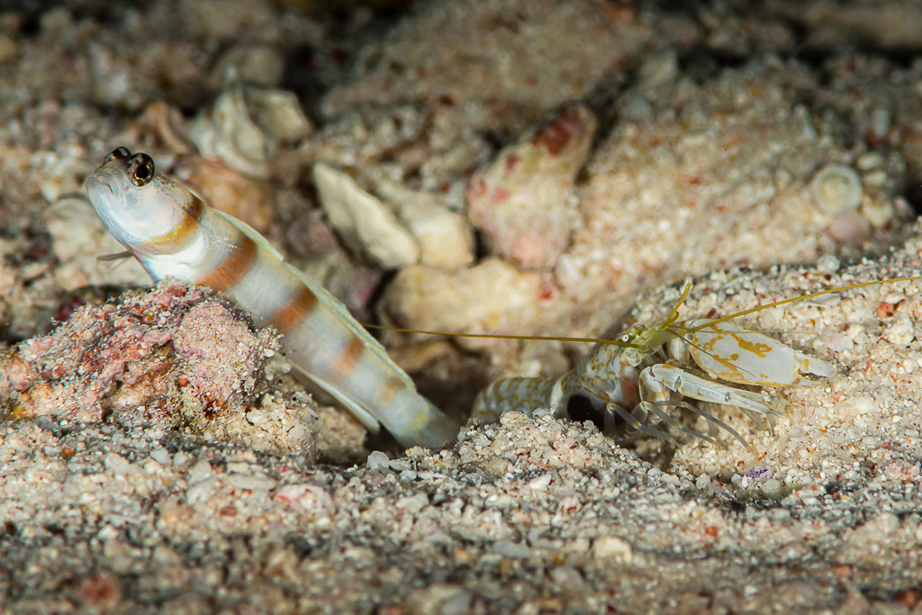 Shrimpgoby and snapping shrimp at their shared burrow, wider view, Red Sea, Egypt