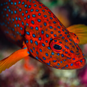 Coral grouper with blue spots swimming over colourful reef, Red Sea, Egypt