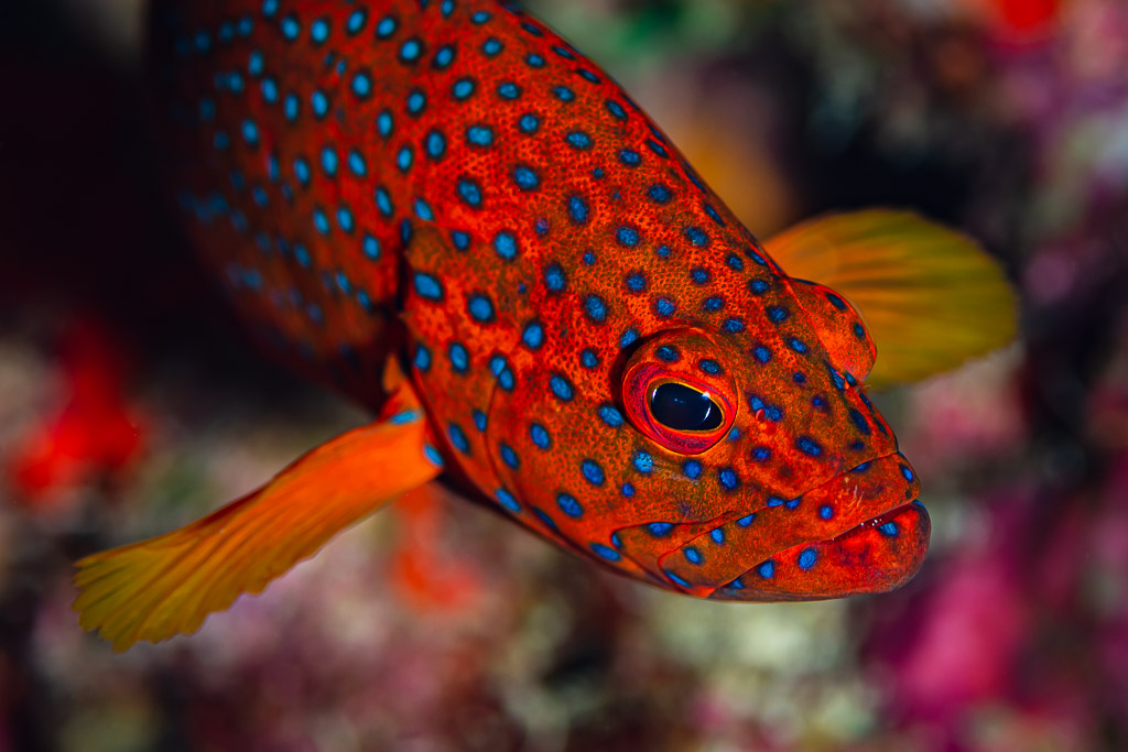 Coral grouper with blue spots swimming over colourful reef, Red Sea, Egypt