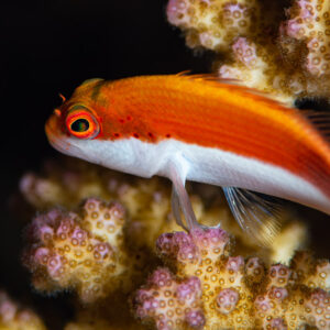 Juvenile freckled hawkfish resting on pink-tipped coral, Red Sea, Egypt