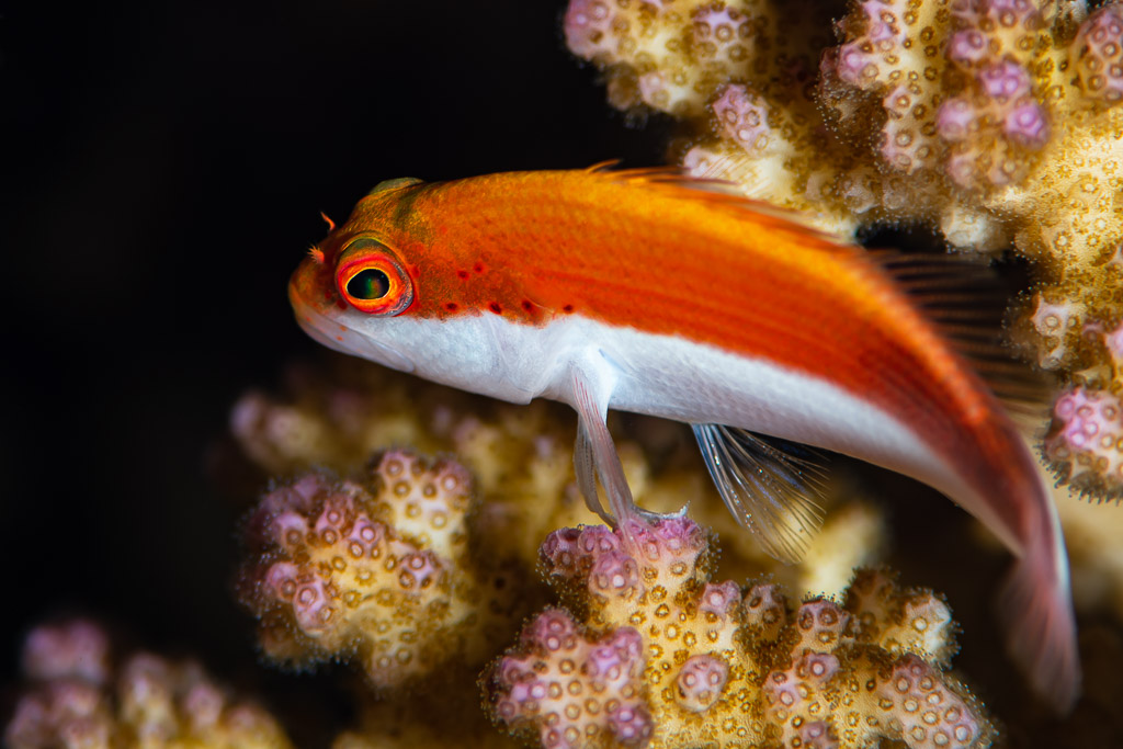 Juvenile freckled hawkfish resting on pink-tipped coral, Red Sea, Egypt