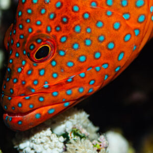 Head close-up of a coral grouper resting on coral, three-quarter view, Red Sea, Egypt