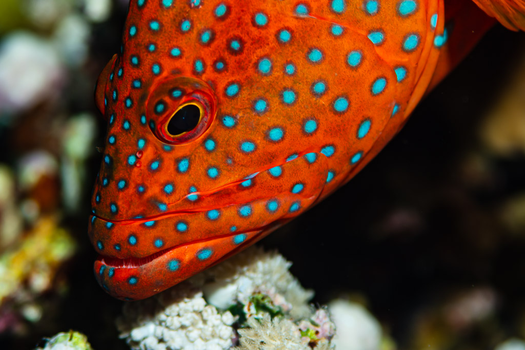 Head close-up of a coral grouper resting on coral, three-quarter view, Red Sea, Egypt