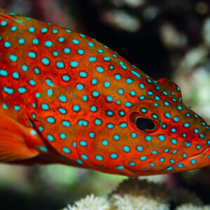 Coral grouper close-up in profile showing turquoise spots, Red Sea, Egypt