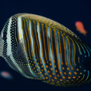 Chirurgien voilier de mer Rouge au corps rayé sur fond sombre, mer Rouge, Égypte