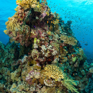 Coral pinnacle covered in soft corals with anthias in blue water, vertical, Red Sea, Egypt