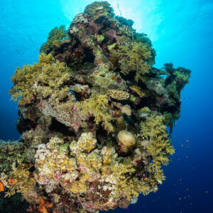 Coral pinnacle against the sun with orange soft corals at its base, Red Sea, Egypt
