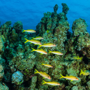 Banc de rougets à nageoires jaunes longeant un récif corallien, mer Rouge, Égypte