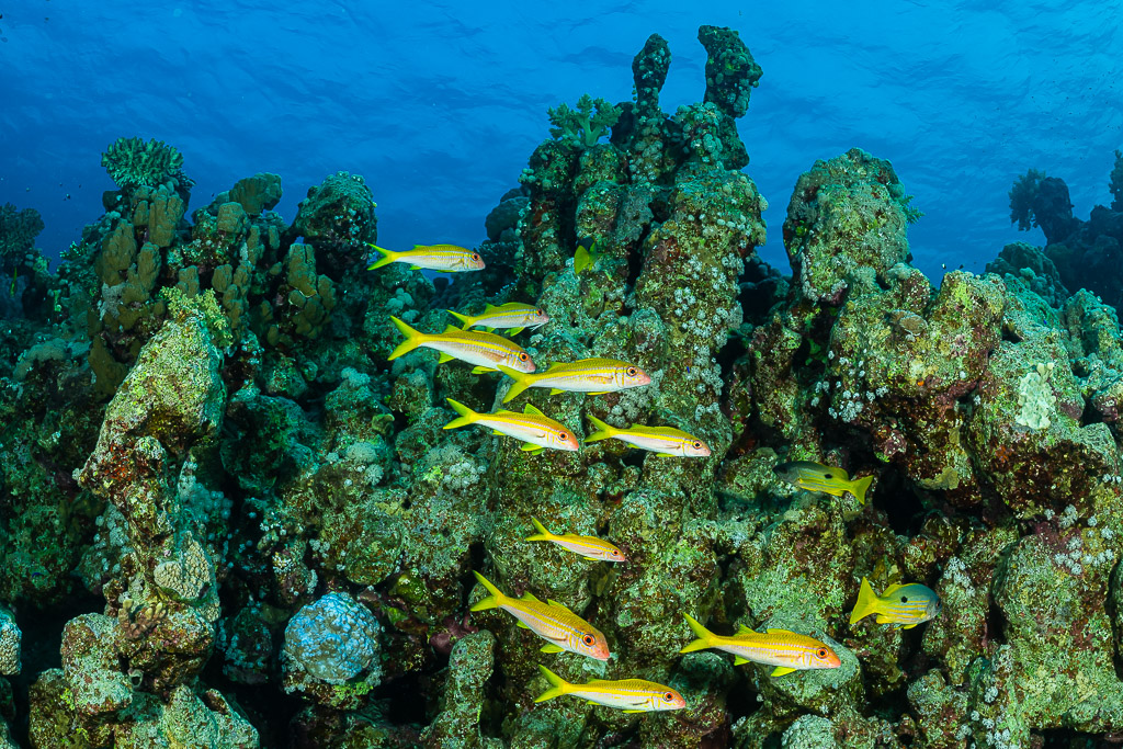 Banc de rougets à nageoires jaunes longeant un récif corallien, mer Rouge, Égypte