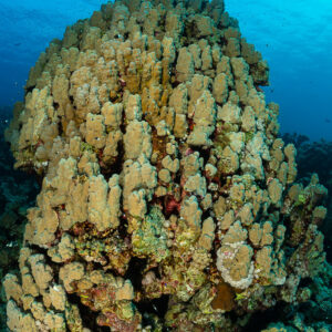 Massive dome of porites coral under bright blue water, vertical, Red Sea, Egypt