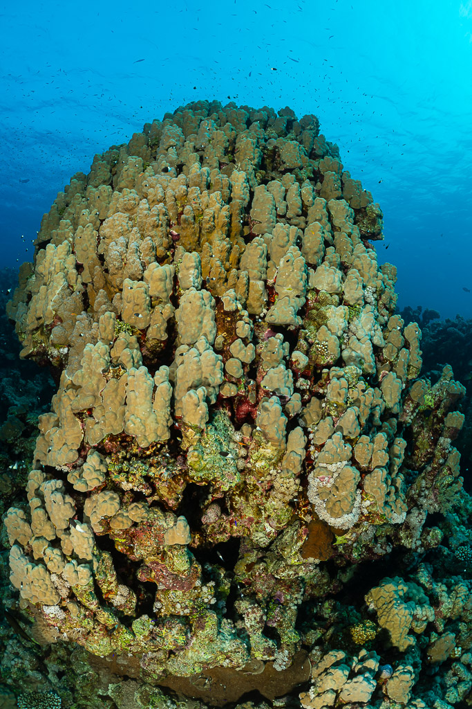 Massive dome of porites coral under bright blue water, vertical, Red Sea, Egypt