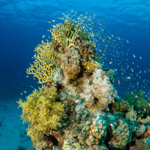 Small coral pinnacle surrounded by a cloud of anthias, vertical, Red Sea, Egypt