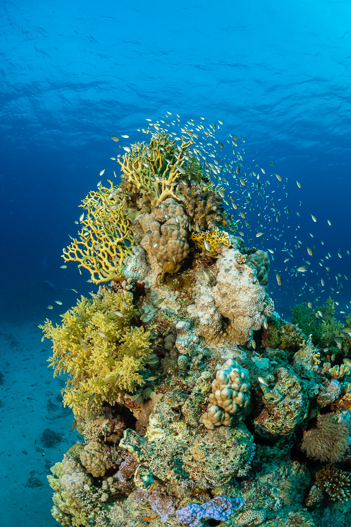 Small coral pinnacle surrounded by a cloud of anthias, vertical, Red Sea, Egypt