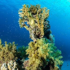 Tour corallienne aux coraux mous jaunes et anthias dans le grand bleu, vertical, mer Rouge, Égypte