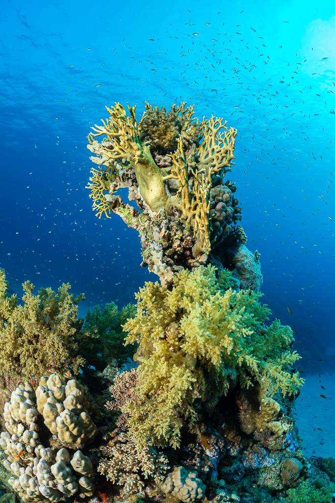 Tour corallienne aux coraux mous jaunes et anthias dans le grand bleu, vertical, mer Rouge, Égypte