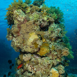 Coral pinnacle with leather corals and anthias, vertical, Red Sea, Egypt