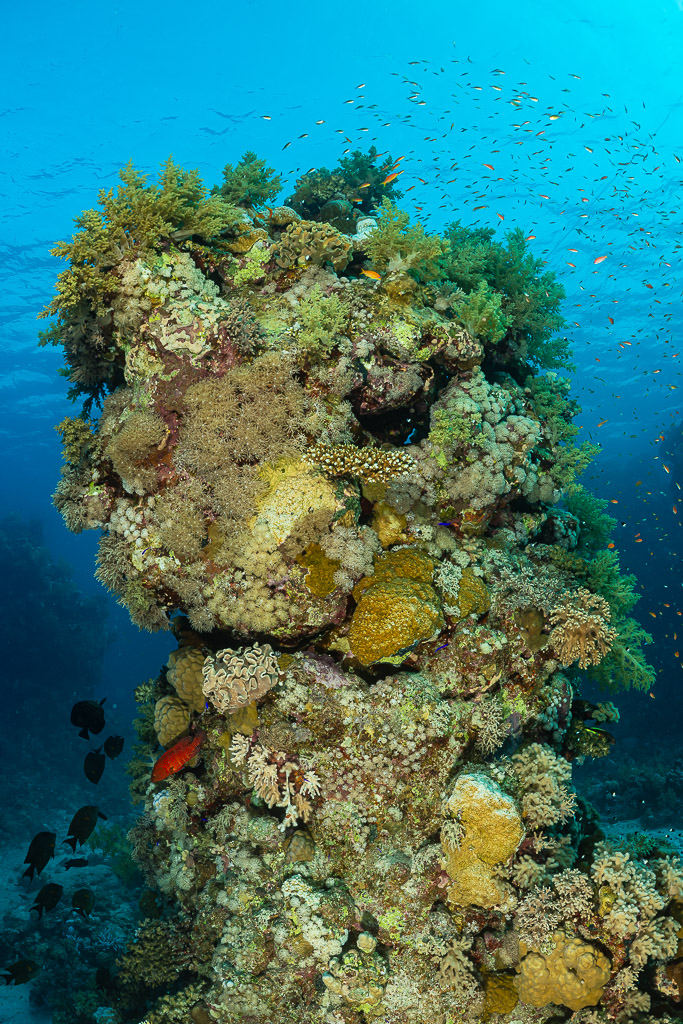Coral pinnacle with leather corals and anthias, vertical, Red Sea, Egypt