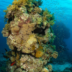 Coral pinnacle with anthias in low-angle view toward the light, vertical, Red Sea, Egypt