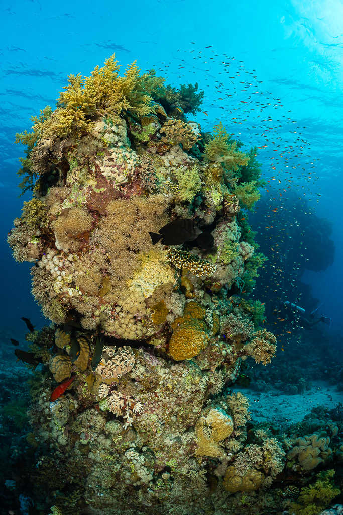 Coral pinnacle with anthias in low-angle view toward the light, vertical, Red Sea, Egypt