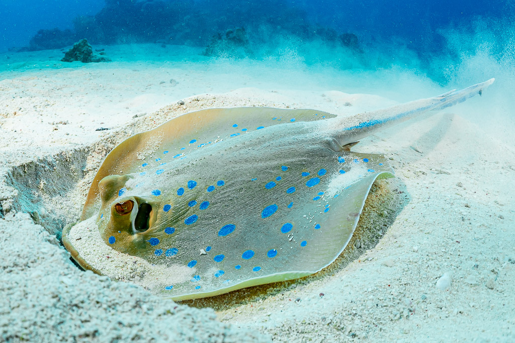 Raie pastenague à points bleus s’enfouissant dans le sable blanc, mer Rouge, Égypte