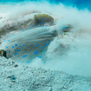 Raie pastenague à points bleus à demi cachée dans un tourbillon de sable, mer Rouge, Égypte