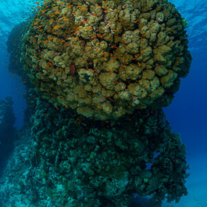 Bloc de corail arrondi sur un pilier étroit entouré d’anthias, vertical, mer Rouge, Égypte